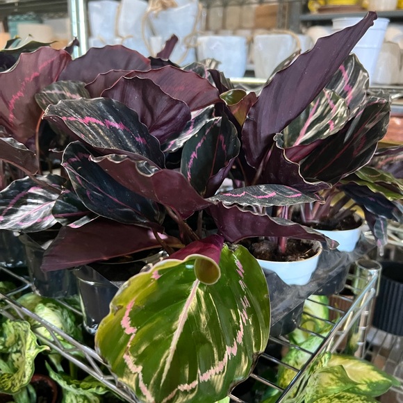 4” Maranta - Picture 2 of 2